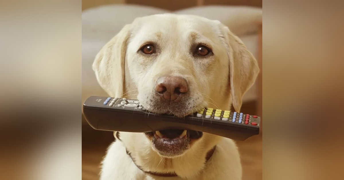 Pets Damaged $3 Billion Dollars Worth of Electronics Pets Damaged $3 Billion Dollars Worth of Electronics