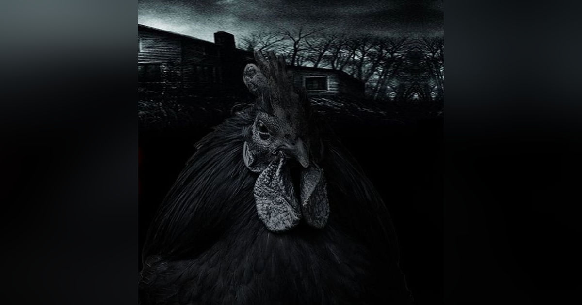 Gallinas Negras (BRUJERIA) Historias De Terror - REDE Gallinas Negras (BRUJERIA) Historias De Terror - REDE
