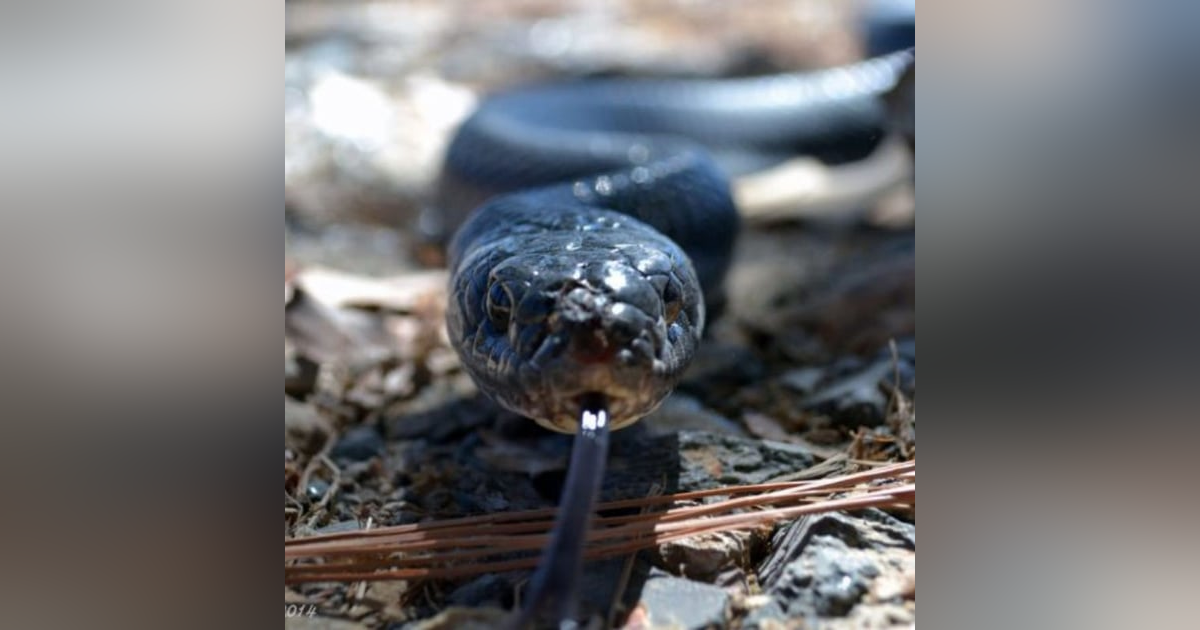 Historias de Miedo Junio 8 de 2023 TILCUATE Historias de Miedo Junio 8 de 2023 TILCUATE