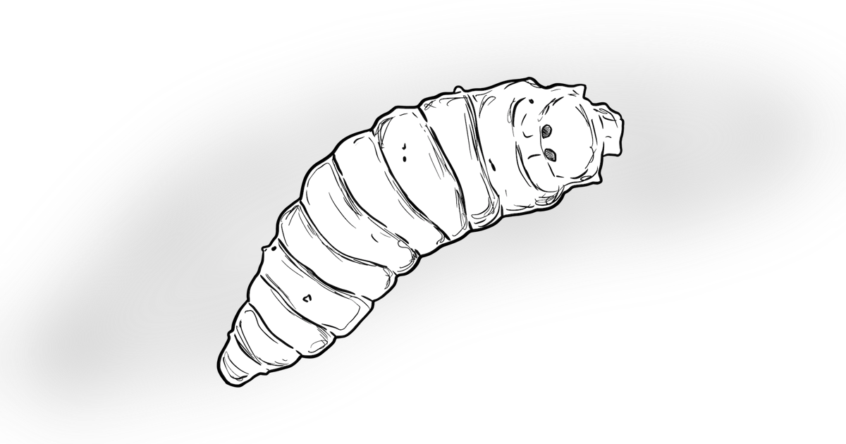 The Maggot The Maggot