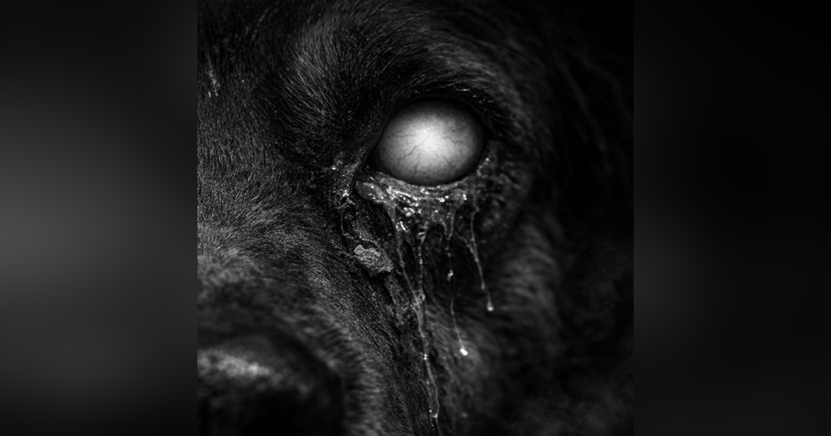 No Te Pongas Lagañas De Perro En Los Ojos MirHistorias De Terror - REDE No Te Pongas Lagañas De Perro En Los Ojos MirHistorias De Terror - REDE