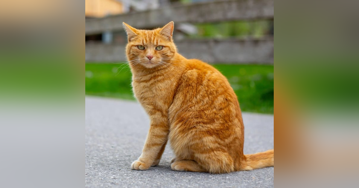 Ifa & The Cat Ifa & The Cat