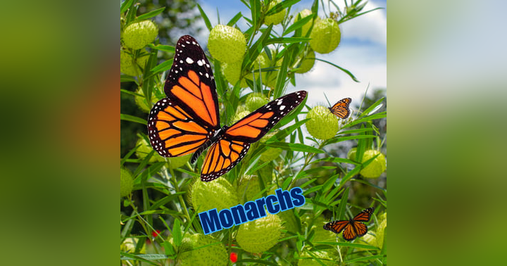 image for Backyard Monarch Rescue: A Step-by-Step Guide