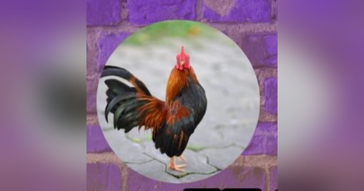 Ifa & The Rooster Ifa & The Rooster