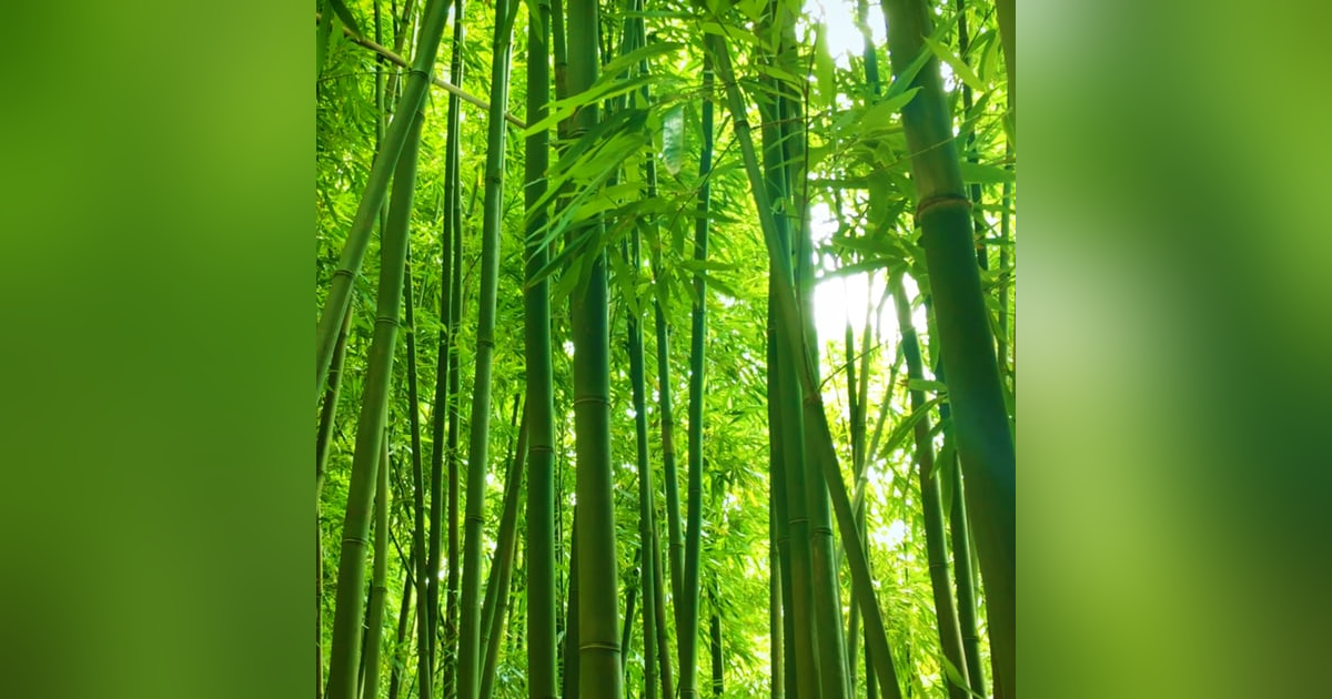 12 Hours Bamboo Forest Wind Sounds | White Noise for Studying, Sleeping, Relaxation 12 Hours Bamboo Forest Wind Sounds | White Noise for Studying, Sleeping, Relaxation