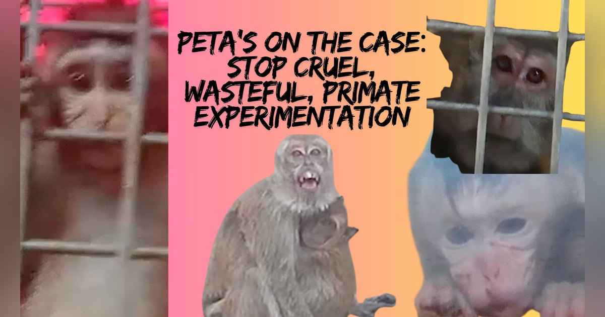 UnchainedTV: Let's End Cruel Primate Experimentation Now & Forever! UnchainedTV: Let's End Cruel Primate Experimentation Now & Forever!
