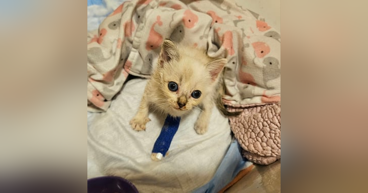 image for Fostering and Your Family: Integrating a Foster Pet