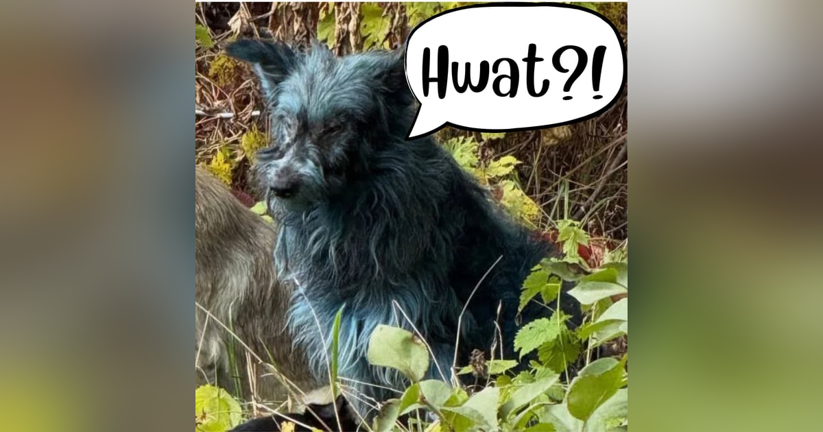 53: Pukor vs Pukee 53: Pukor vs Pukee