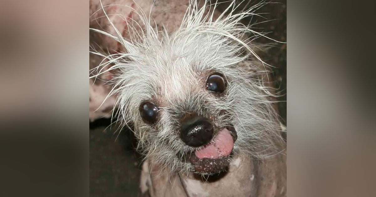 1329. Winning The World's Ugliest Dog Contest 1329. Winning The World's Ugliest Dog Contest