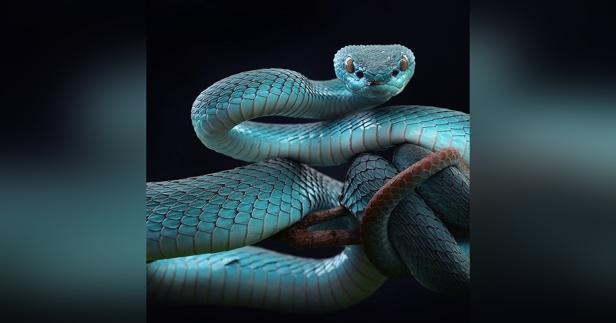 Ep.37 – People Can Lick Too - Slithering Revenge That Bites Back! Ep.37 – People Can Lick Too - Slithering Revenge That Bites Back!