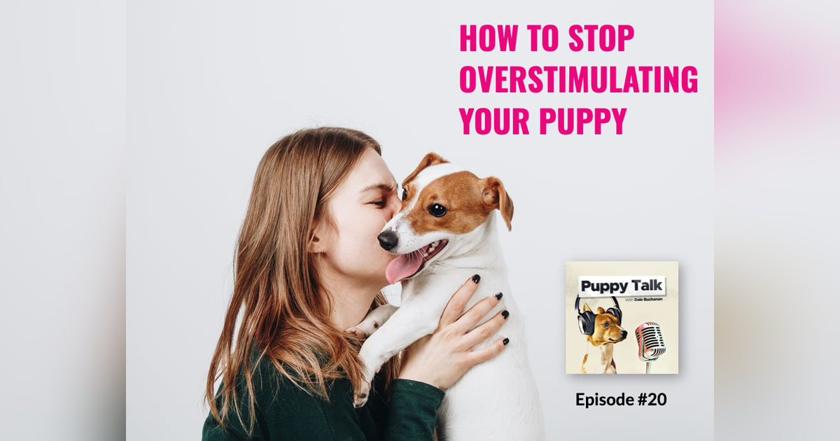 How to Stop Overstimulating Your Puppy How to Stop Overstimulating Your Puppy