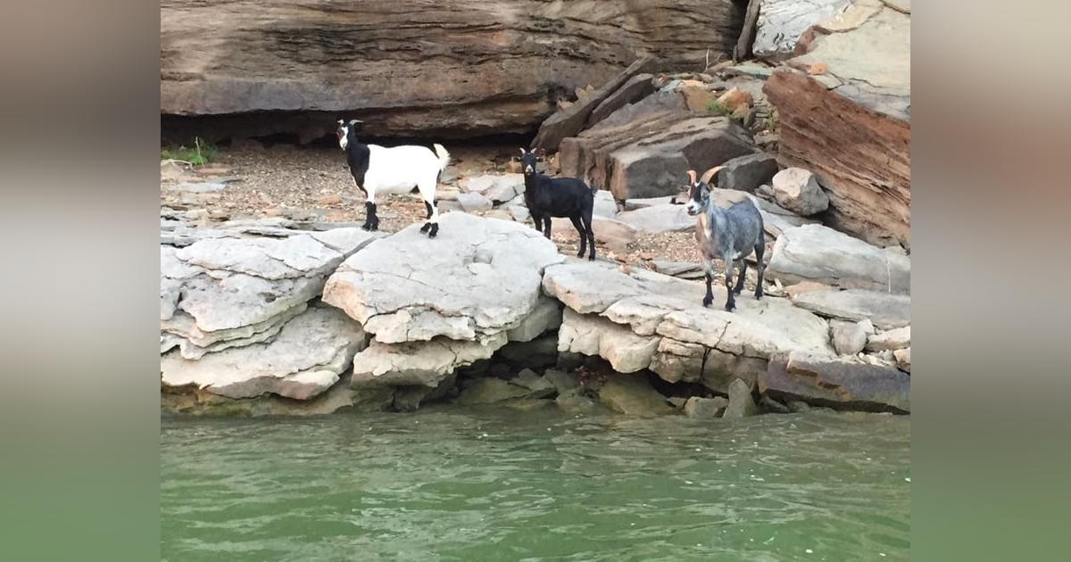 Goat Island - Park Hill, Oklahoma Goat Island - Park Hill, Oklahoma