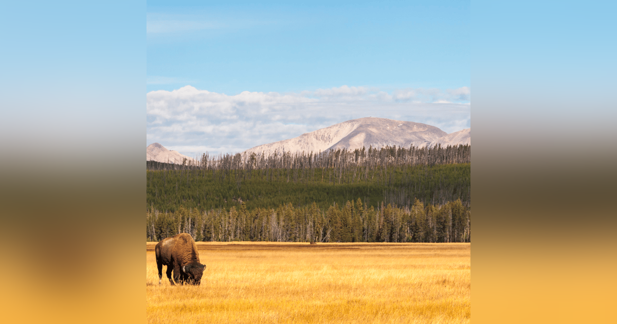 How Journaling Improved the Quality of an Authors Storytelling and the International Market Allure How Journaling Improved the Quality of an Authors Storytelling and the International Market Allure