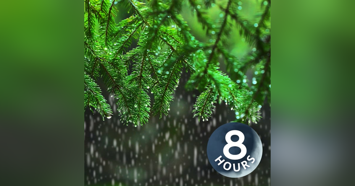 Light Rain in the Woods 8 Hours I Relaxing Rainstorm White Noise for Sleep Light Rain in the Woods 8 Hours I Relaxing Rainstorm White Noise for Sleep