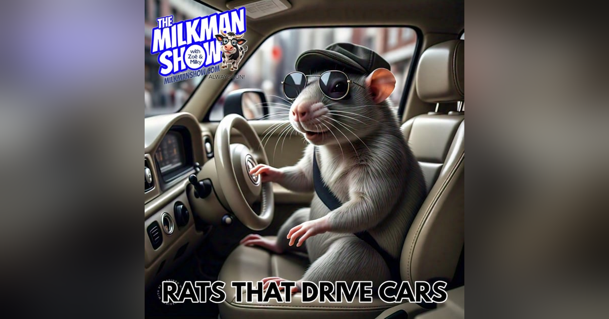 Rats Driving Cars Rats Driving Cars