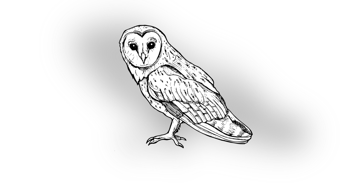 The Barn Owl The Barn Owl