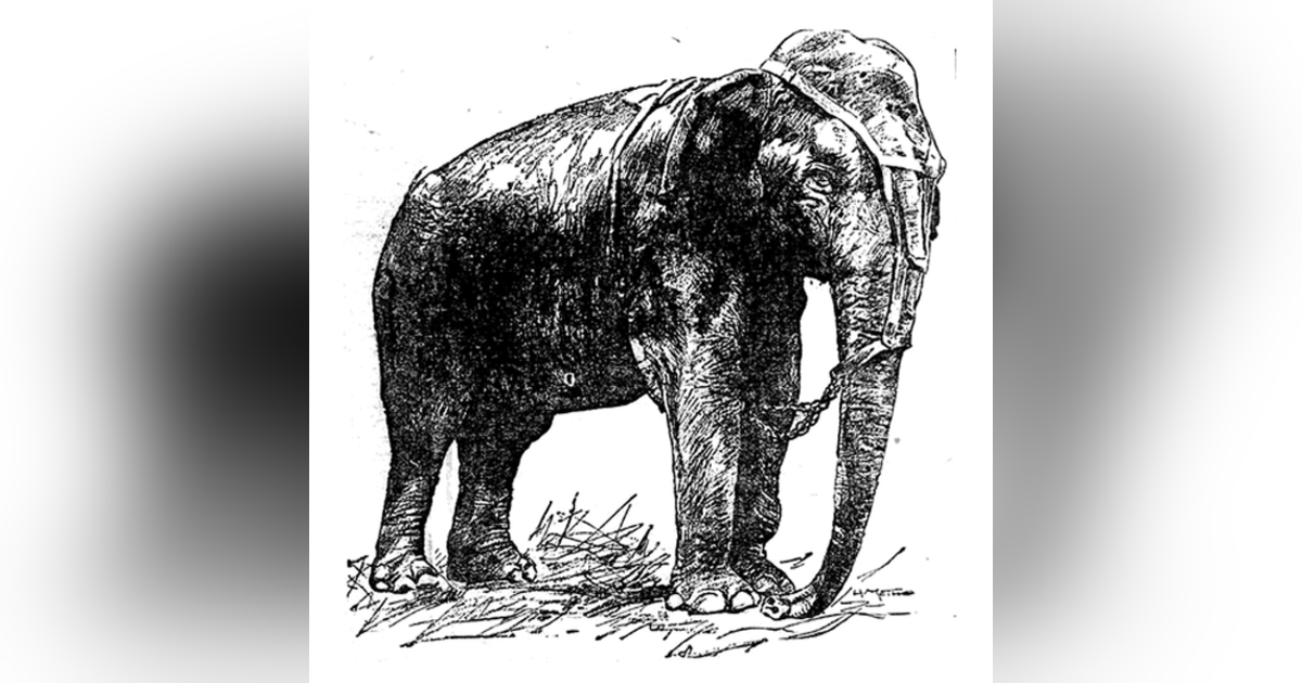 Topsy the Elephant Topsy the Elephant