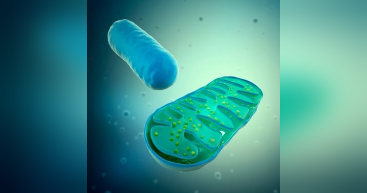image for Mitochondria: Our Other 'Patient'