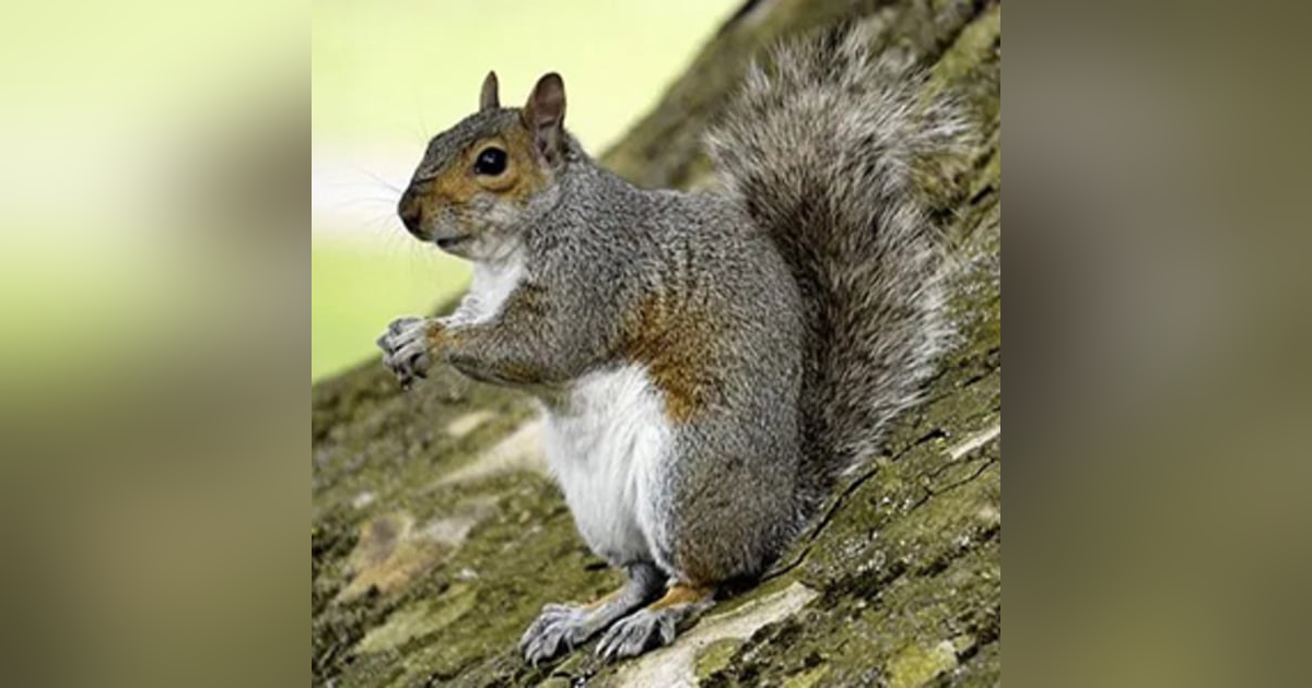 Episode 22 – MURDERSQUIRREL and Tales of Felonies Gone Awry Episode 22 – MURDERSQUIRREL and Tales of Felonies Gone Awry