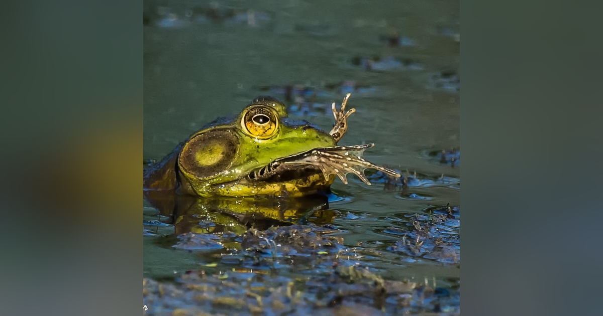 Cannibalism: A Perfectly Natural History Cannibalism: A Perfectly Natural History