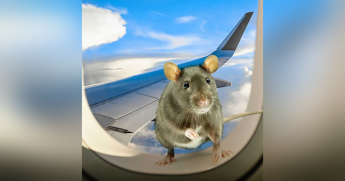 How Many Pets Are Too Many? - Rats Smuggled In Stewardess’ Undies. How Many Pets Are Too Many? - Rats Smuggled In Stewardess’ Undies.