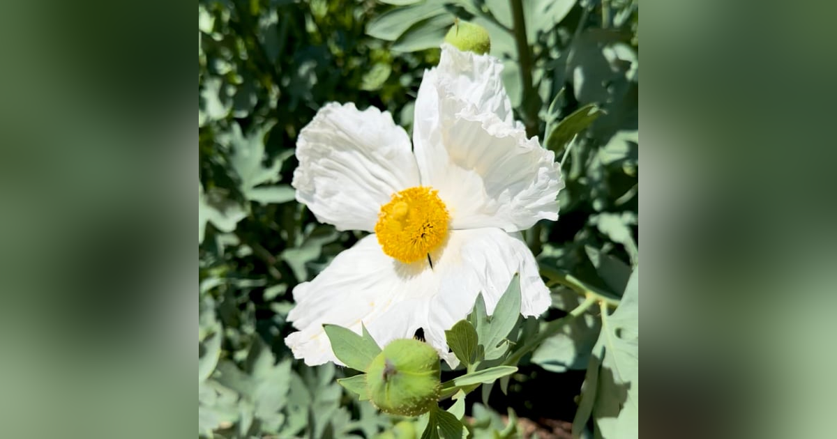 Resolutions with Anders Reynolds and Bill Hodge Resolutions with Anders Reynolds and Bill Hodge