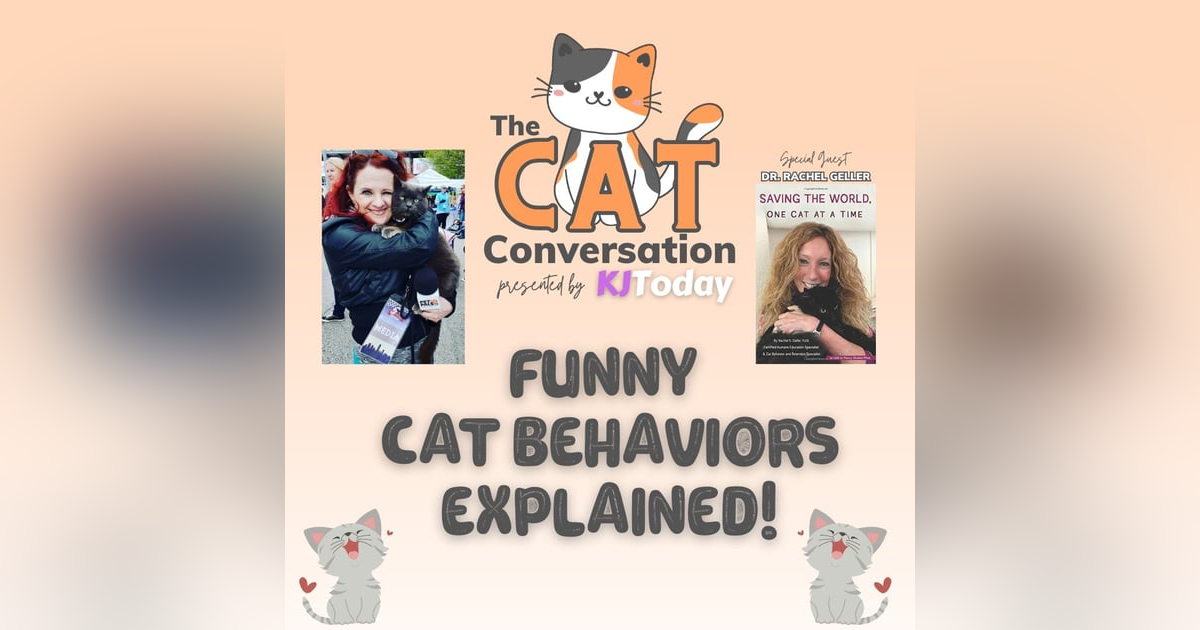 Funny Cat Behaviors Explained! Funny Cat Behaviors Explained!