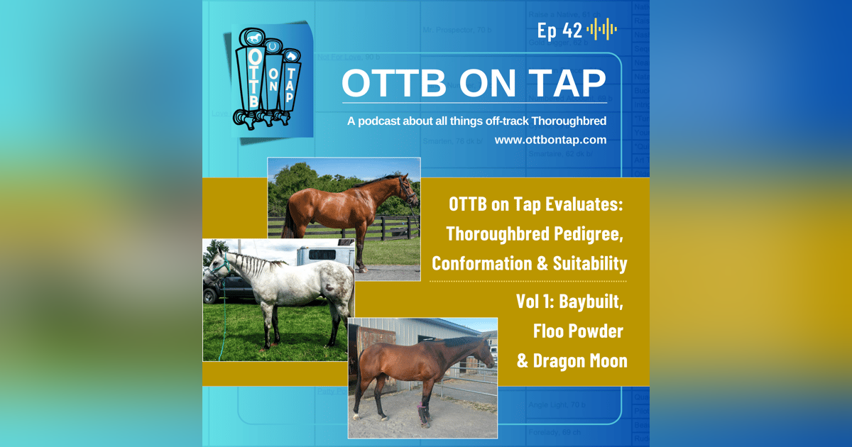 Ep 42: OTTB on Tap Evaluates Thoroughbred Pedigree, Conformation & Suitability Vol 1: Baybuilt, Floo Powder & Dragon Moon Ep 42: OTTB on Tap Evaluates Thoroughbred Pedigree, Conformation & Suitability Vol 1: Baybuilt, Floo Powder & Dragon Moon