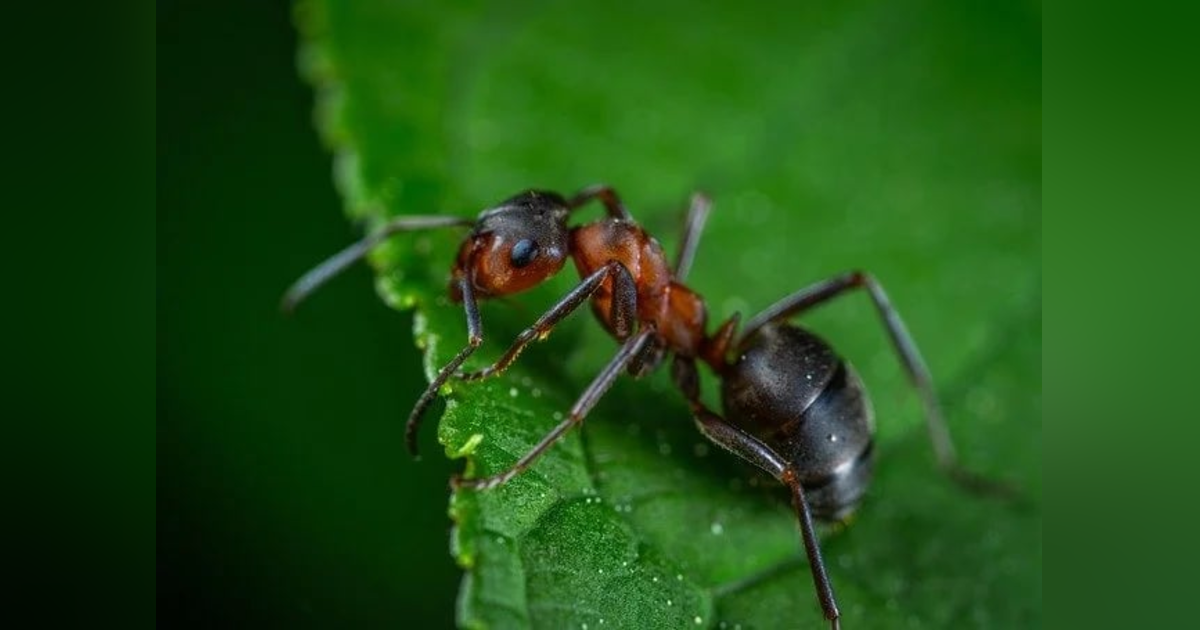 Ep 20: The Ants Go Marching (w/ Tyler Wunderlich) Ep 20: The Ants Go Marching (w/ Tyler Wunderlich)