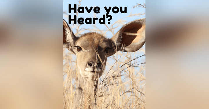 image for Have You Heard? With Jesse and Jordan