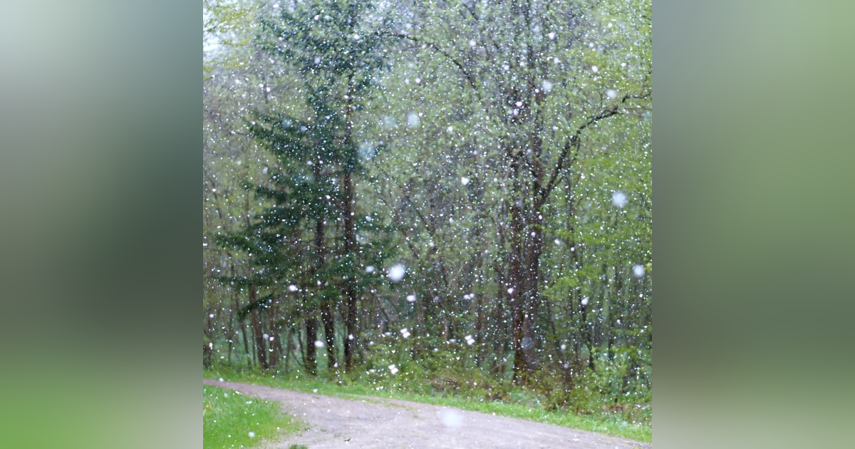 Summer Rainforest  8 Hours of Serene Woodland Sounds and Soothing Rain Summer Rainforest  8 Hours of Serene Woodland Sounds and Soothing Rain