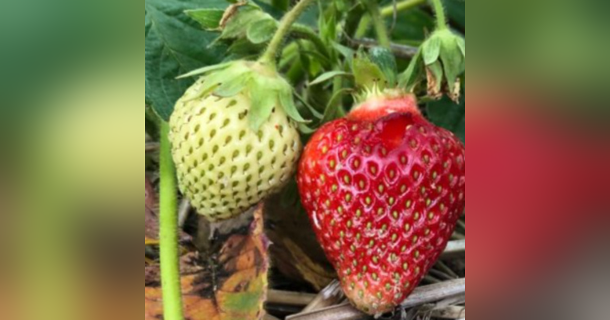 68. Strawberries 68. Strawberries