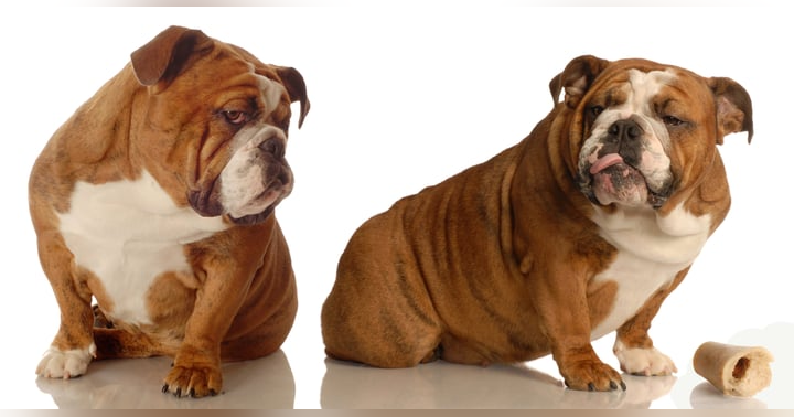 image for The 'Three-Part Filter': Your Essential Checklist Before Getting a Second Dog