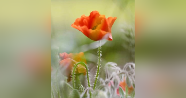 image for From Ancient Wisdom to Modern Science: Why Extra Virgin Olive Oil Is Transforming Skincare