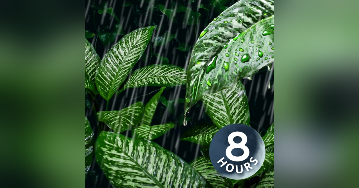 Rain on Leaves Deep in the Forest | 8 Hour Rain Sounds for Sleeping Rain on Leaves Deep in the Forest | 8 Hour Rain Sounds for Sleeping