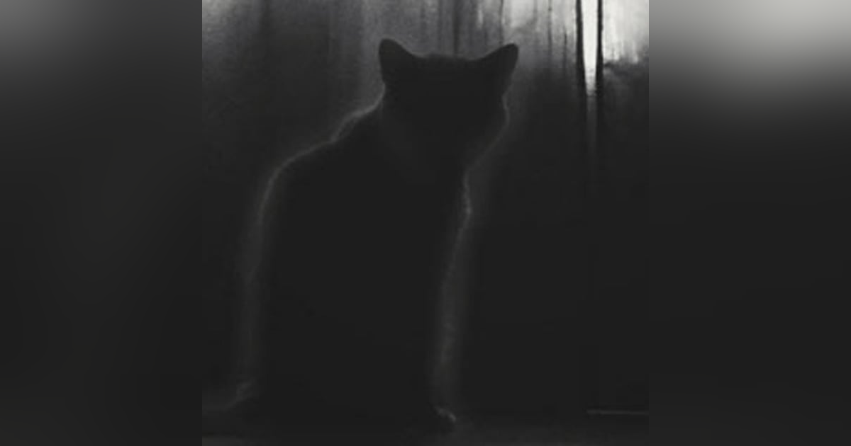 El Gato Aterrador De Mi Casa Historias De Terror - REDE El Gato Aterrador De Mi Casa Historias De Terror - REDE