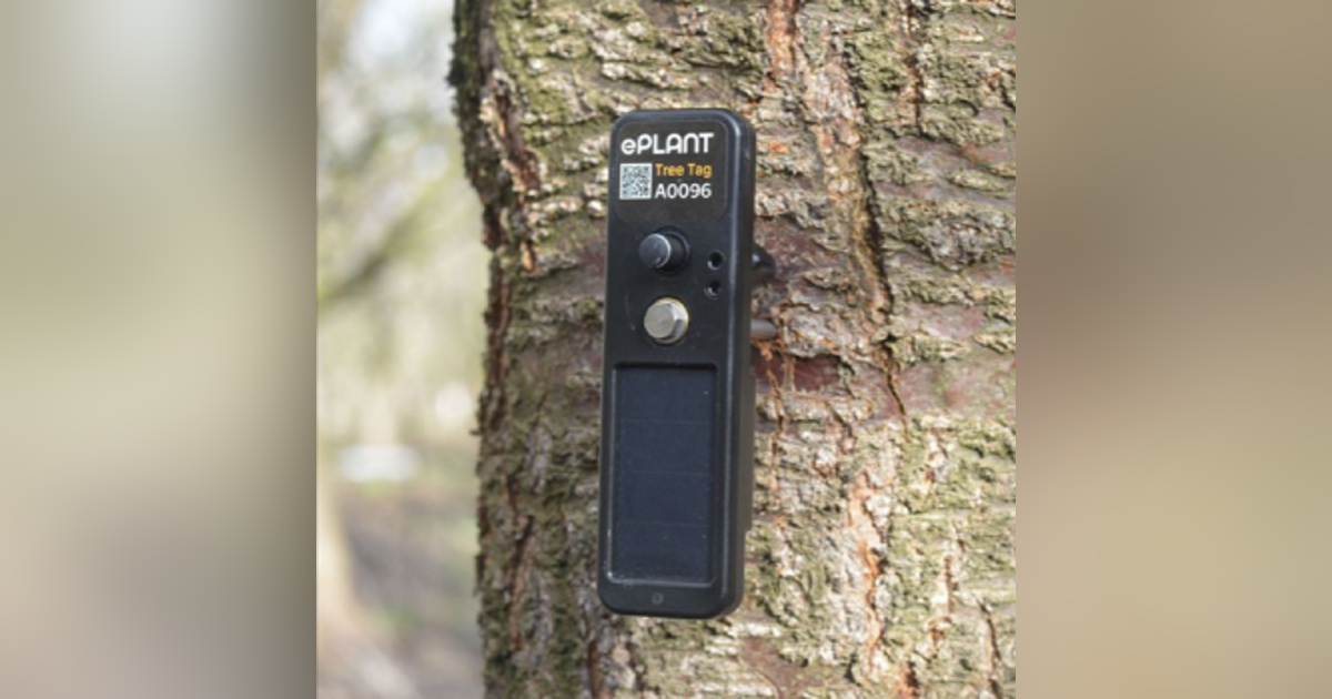 Trees Are Stressed Out, We Need To Talk With Them Trees Are Stressed Out, We Need To Talk With Them