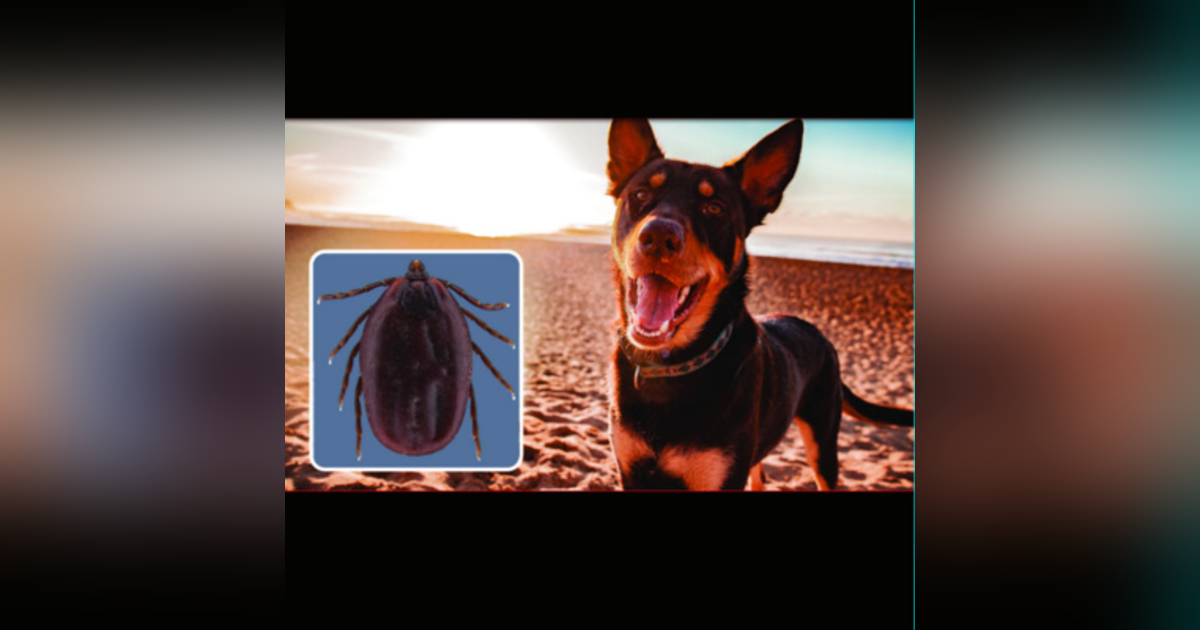 #65: Ehrlichia canis update #65: Ehrlichia canis update