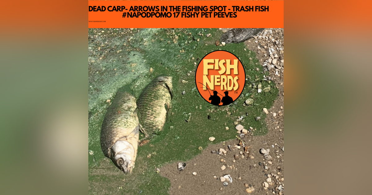 DEAD CARP- ARROWS IN THE FISHING SPOT - TRASH FISH #NAPODPOMO 17 FISHY PET PEEVES DEAD CARP- ARROWS IN THE FISHING SPOT - TRASH FISH #NAPODPOMO 17 FISHY PET PEEVES
