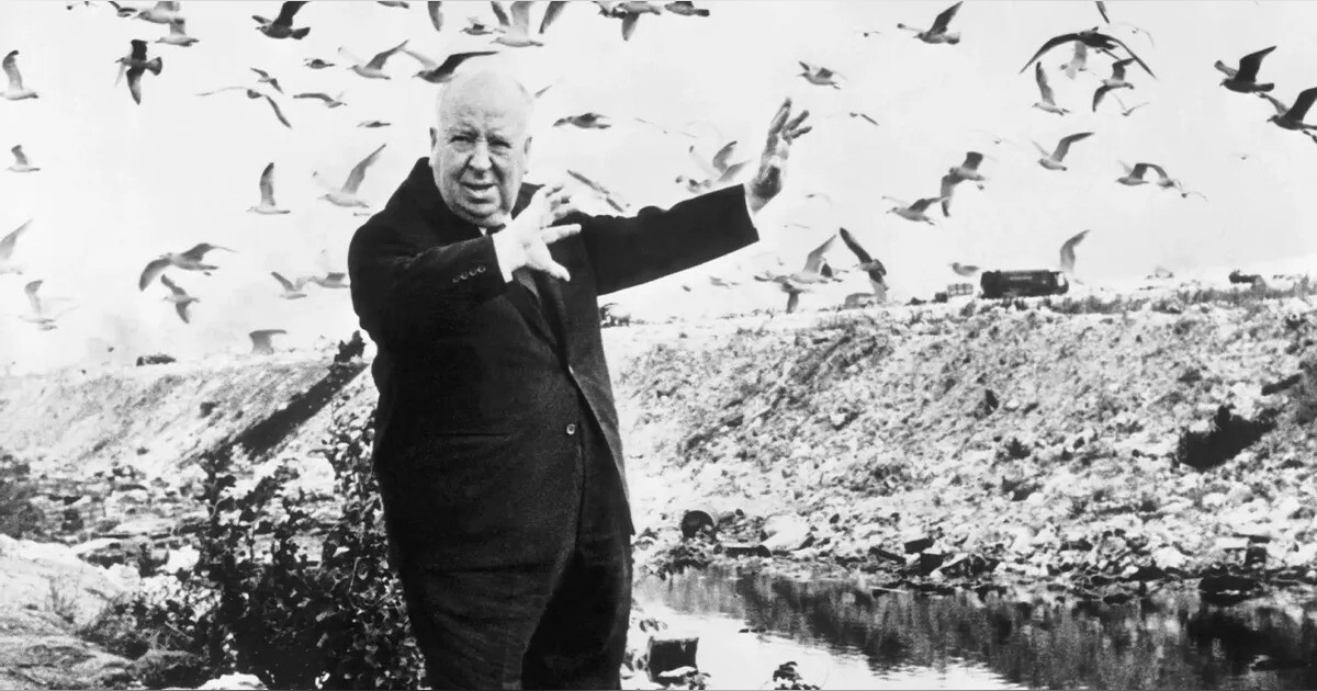 Midweek Mention... The Birds Midweek Mention... The Birds