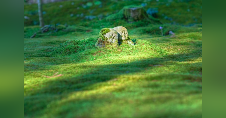 image for Sibling Rivalry in Genesis: The Story of Cain and Abel