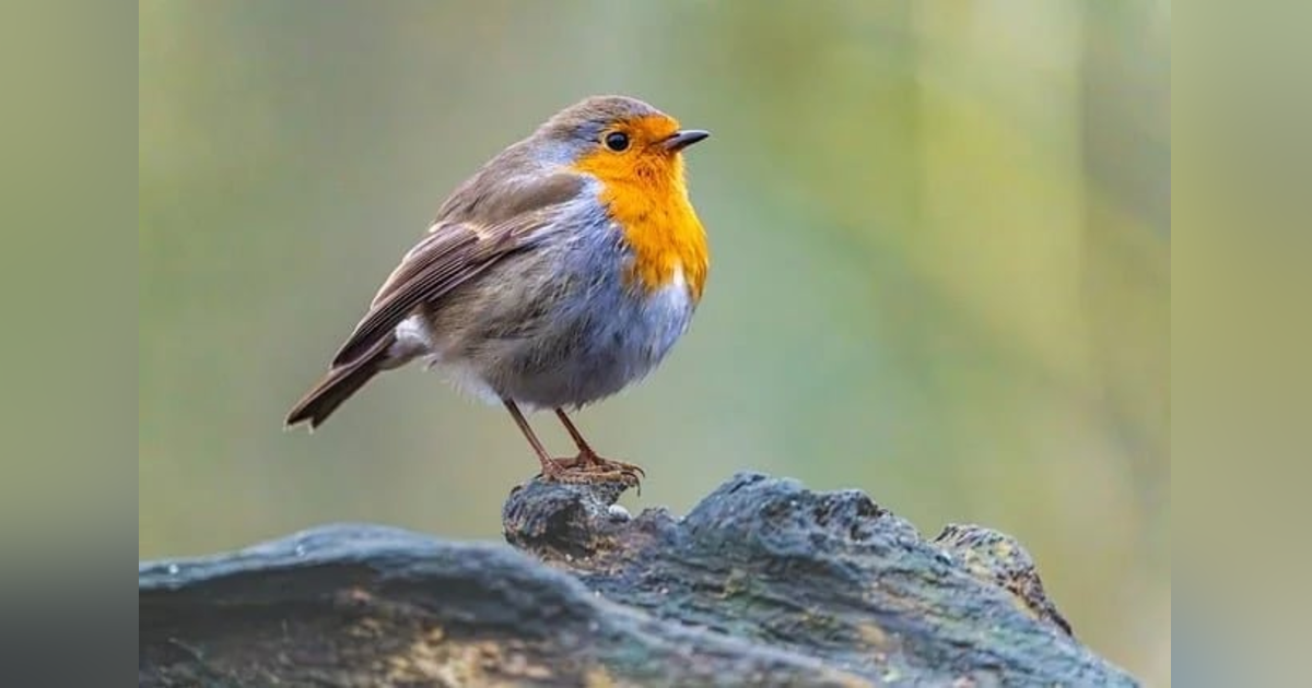 Ep 35: Flying by Faith Ep 35: Flying by Faith