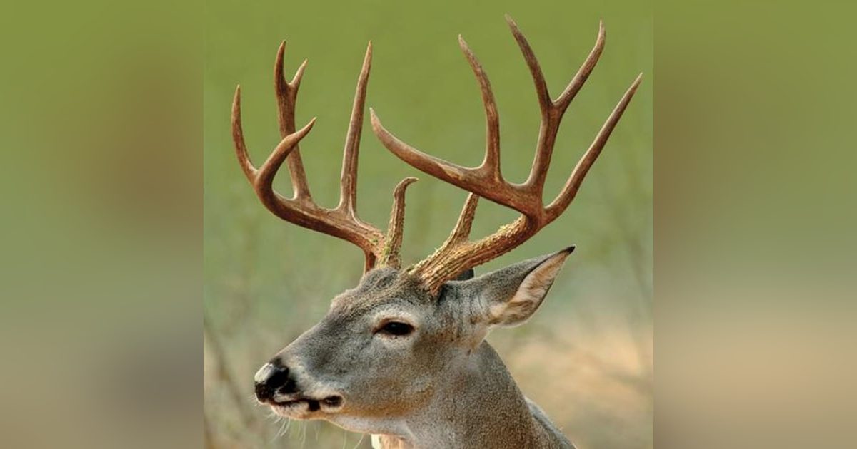 Historias de Miedo Enero 3 de 2025 EL PRIMERO DEL AÑO Y ENFERMO Historias de Miedo Enero 3 de 2025 EL PRIMERO DEL AÑO Y ENFERMO