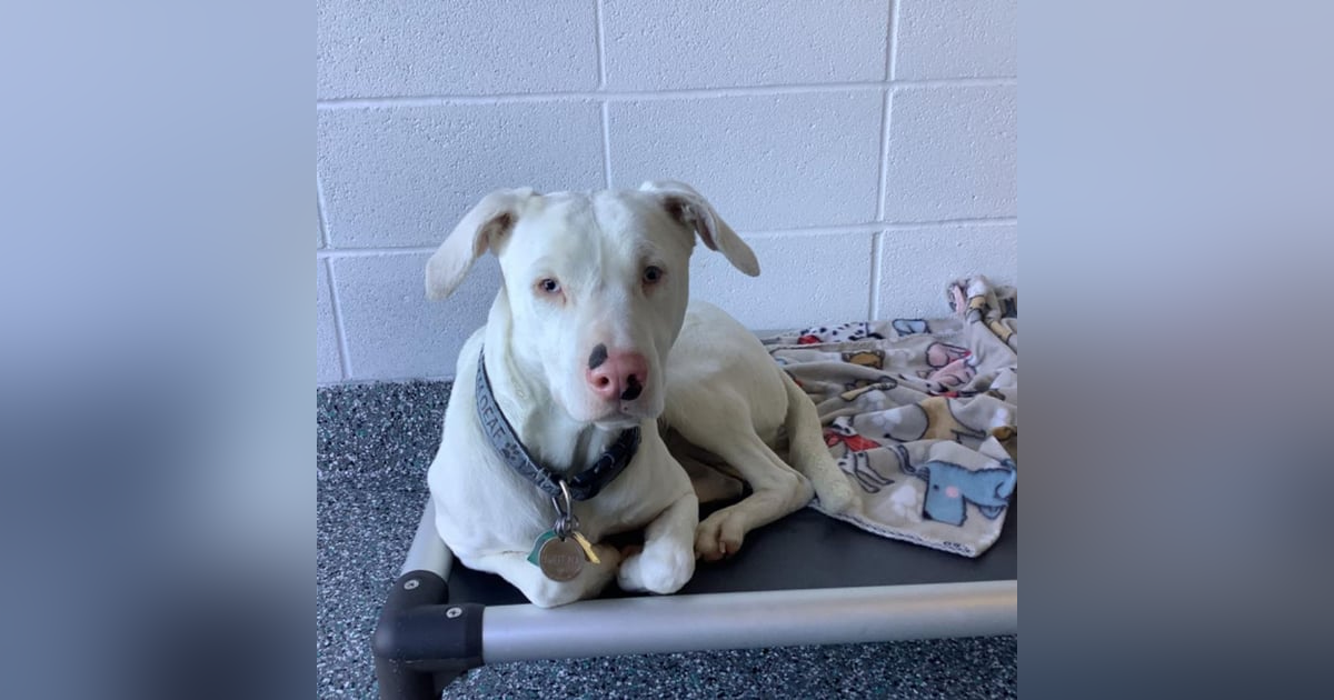 Bonus Episode: 100 Seconds to Midnight: The Santa Tracker Bonus Episode: 100 Seconds to Midnight: The Santa Tracker