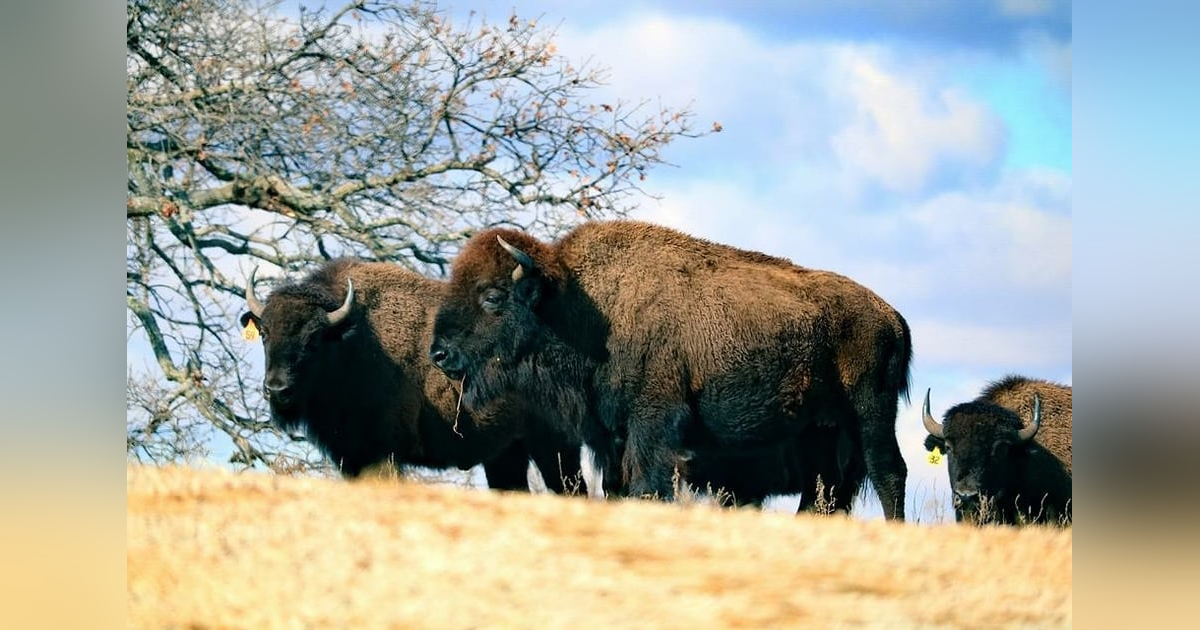 Woolaroc Museum and Wildlife Preserve Woolaroc Museum and Wildlife Preserve
