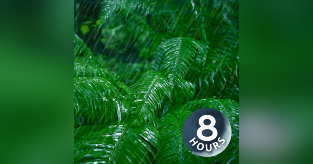 Rain Falling Sounds in Forest | 8 Hours Relaxing Rainstorm for Sleep, Studying or Stress Relief Rain Falling Sounds in Forest | 8 Hours Relaxing Rainstorm for Sleep, Studying or Stress Relief