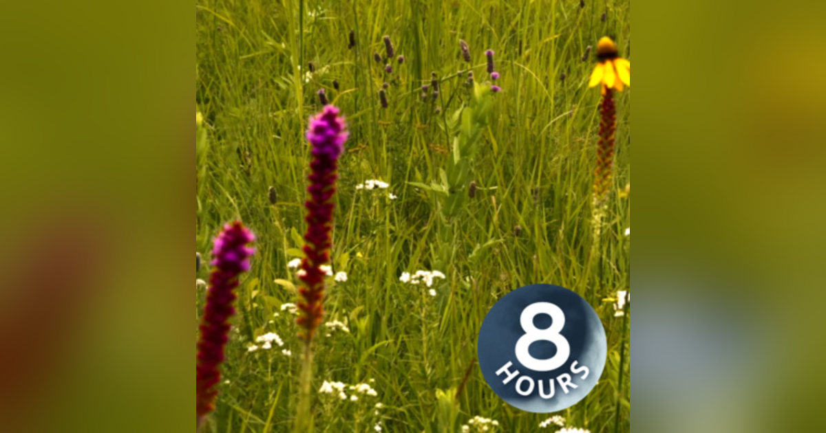 Need to Study? Block Out Distractions with Relaxing Wind Sounds White Noise | 8 Hours Need to Study? Block Out Distractions with Relaxing Wind Sounds White Noise | 8 Hours