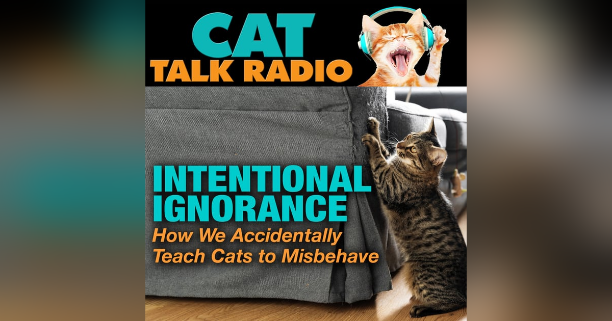 Intentional Ignorance: How We Accidentally Teach Cats to Misbehave Intentional Ignorance: How We Accidentally Teach Cats to Misbehave