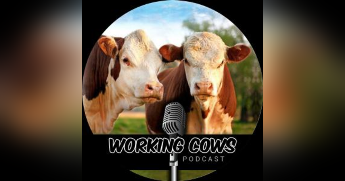 Working Cows Working Cows