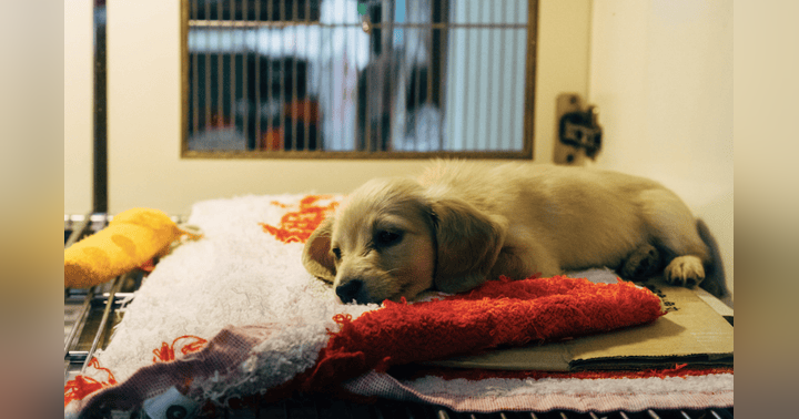 image for A Recent Guest Volunteered in a Veterinary Clinic While in High School. Here Is What It Did to His College Application (BTW, Today He is a Very Accomplished Doctor of Veterinary Medicine and University Professor!)